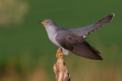 Kukačka obecná  ( Cuculus canorus )