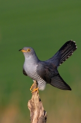 Kukačka obecná  ( Cuculus canorus )