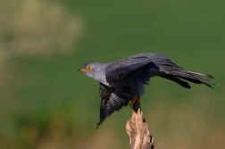 Kukačka obecná  ( Cuculus canorus )