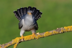 Kukačka obecná  ( Cuculus canorus )