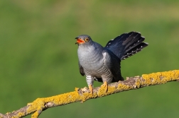 Kukačka obecná  ( Cuculus canorus )