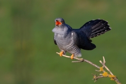 Kukačka obecná  ( Cuculus canorus )