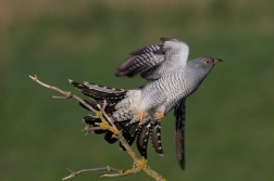 Kukačka obecná  ( Cuculus canorus )