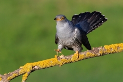 Kukačka obecná  ( Cuculus canorus )