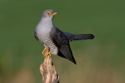 Kukačka obecná  ( Cuculus canorus )