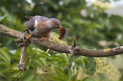 Kukačka obecná  ( Cuculus conarus )