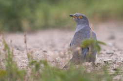 Kukačka obecná  ( Cuculus conarus )