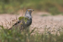 Kukačka obecná  ( Cuculus conarus )