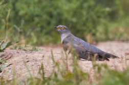 Kukačka obecná  ( Cuculus conarus )