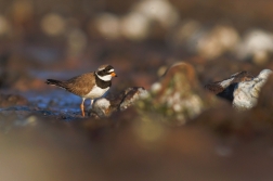 Kulík písečný ( Charadrius hiaticula )