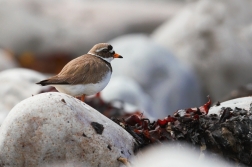 Kulík písečný ( Charadrius hiaticula )