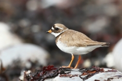 Kulík písečný ( Charadrius hiaticula )