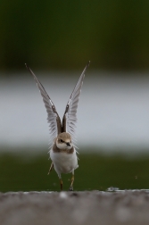 Kulík říční  ( Charadrius dubius )