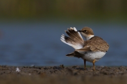 Kulík říční  ( Charadrius dubius )