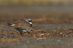 Kulík říční  ( Charadrius dubius )