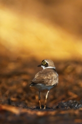 Kulík říční  ( Charadrius dubius )