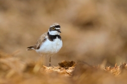 Kulík říční  ( Charadrius dubius )