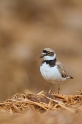 Kulík říční  ( Charadrius dubius )