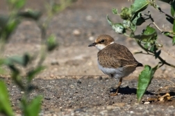 Kulík říční  ( Charadrius dubius )