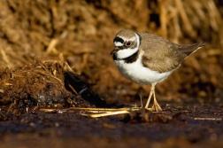 Kulík říční  ( Charadrius dubius )