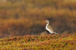 Kulík zlatý ( Pluvialis apricaria )