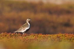 Kulík zlatý ( Pluvialis apricaria )