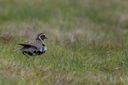 Kulík zlatý ( Pluvialis apricaria )