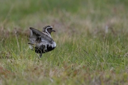 Kulík zlatý ( Pluvialis apricaria )