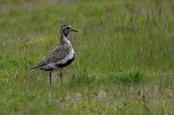 Kulík zlatý ( Pluvialis apricaria )