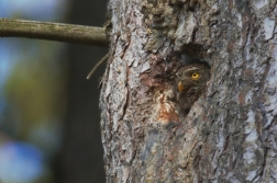 Kulíšek nejmenší  ( Glaucidium...