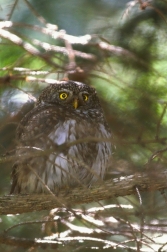 Kulíšek nejmenší  ( Glaucidium...