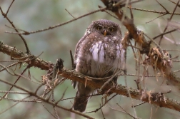 Kulíšek nejmenší  ( Glaucidium...