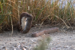 Lasice kolčava ( Mustela  nivalis )