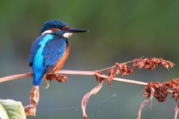 Ledňáček říční ( Alcedo atthis )