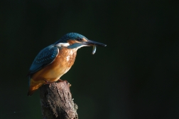 Ledňáček říční ( Alcedo atthis )