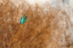 Ledňáček říční ( Alcedo atthis )