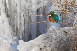 Ledňáček říční ( Alcedo atthis )