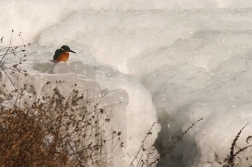 Ledňáček říční ( Alcedo atthis )