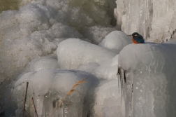 Ledňáček říční ( Alcedo atthis )