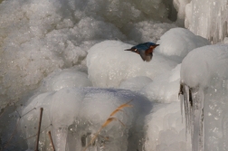 Ledňáček říční ( Alcedo atthis )