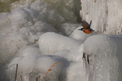 Ledňáček říční ( Alcedo atthis )