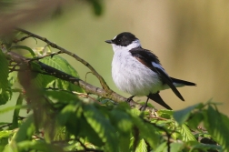 Lejsek bělokrký  ( Ficedula albicollis )