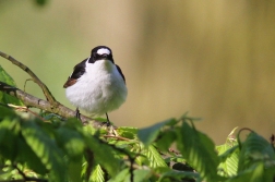 Lejsek bělokrký  ( Ficedula albicollis )