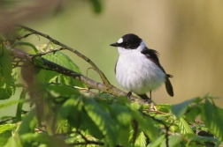 Lejsek bělokrký  ( Ficedula albicollis )