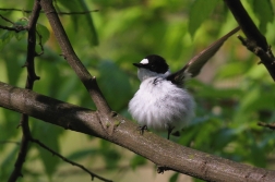 Lejsek bělokrký  ( Ficedula albicollis )