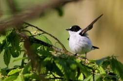 Lejsek bělokrký  ( Ficedula albicollis )