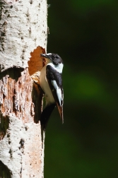 Lejsek bělokrký  ( Ficedula albicollis )