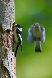 Lejsek bělokrký  ( Ficedula albicollis )