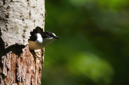 Lejsek bělokrký  ( Ficedula albicollis )