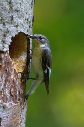 Lejsek bělokrký  ( Ficedula albicollis )